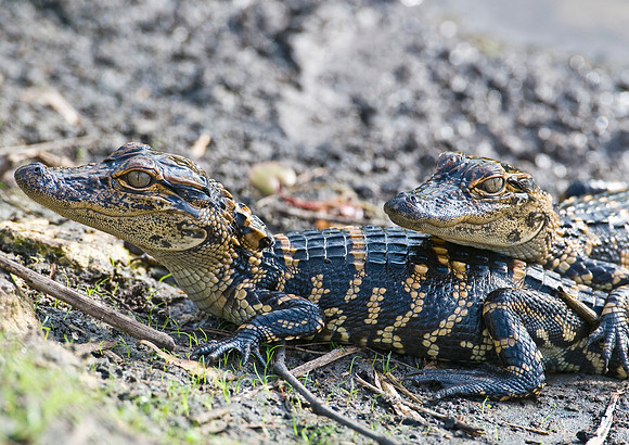 ALLIGATORS