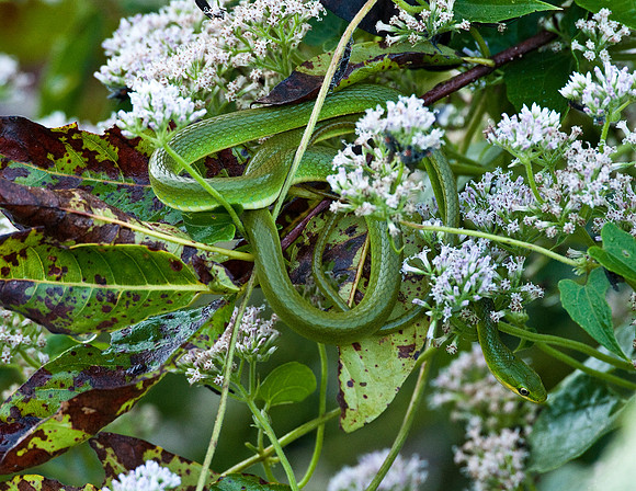 ROUGH GREEN SNAKE