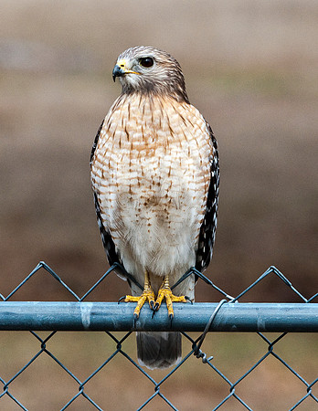 RED-SHOULDERED HAWK