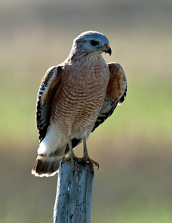 RED-SHOULDERED HAWK