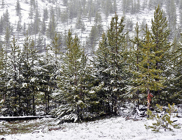 LODGEPOLE PINES