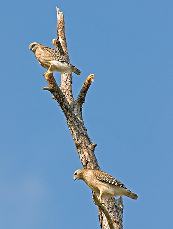 RED-SHOULDERED HAWKS
