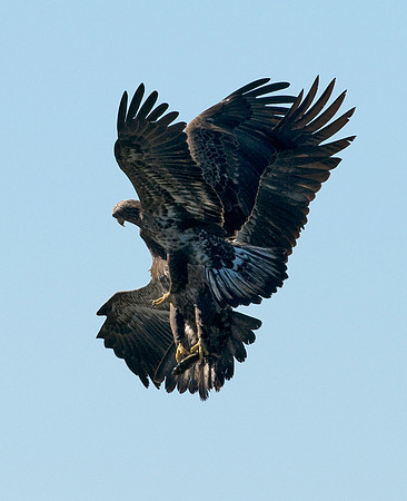 BALD EAGLES
