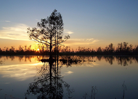 CYPRESS TREE