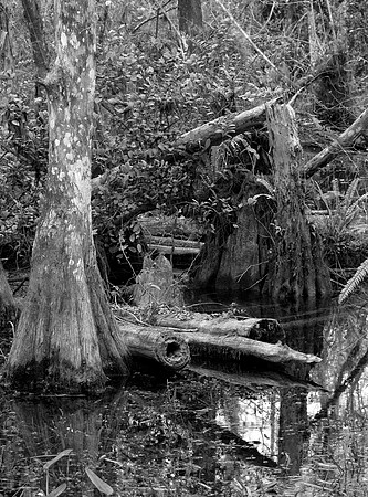 CYPRESS