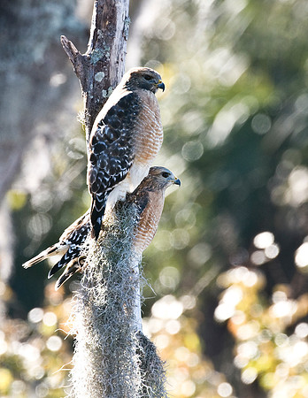 RED-SHOULDERED HAWKS