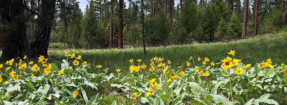 MONTANA WILDFLOWER MEADOW