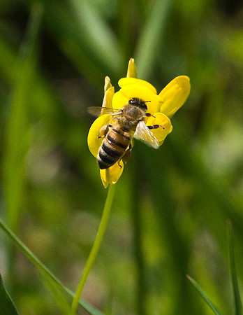 HONEYBEE ON BIRDSFOOT TREFOIL