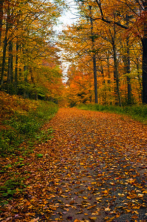 COUNTRY ROAD