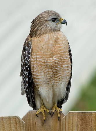 RED-SHOULDERED HAWK