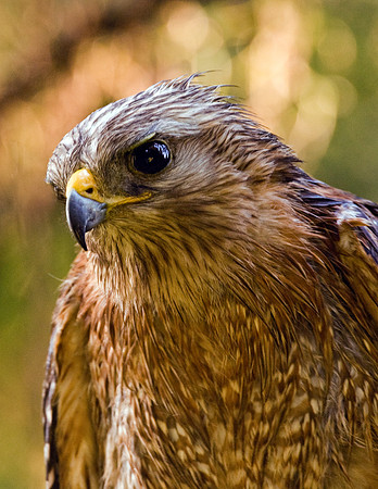 RED-SHOULDERED HAWK