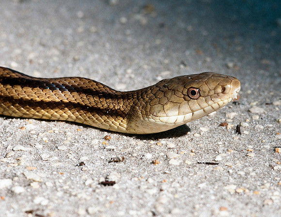 YELLOW RAT SNAKE