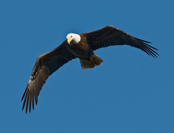BALD EAGLE