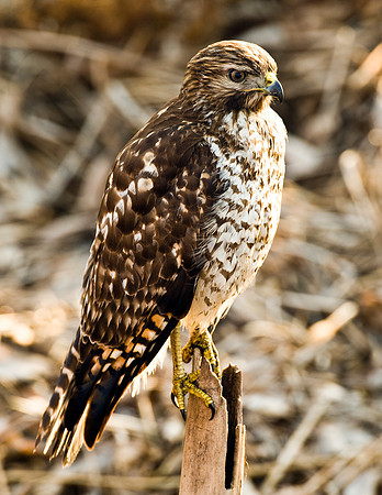 RED-SHOULDERED HAWK