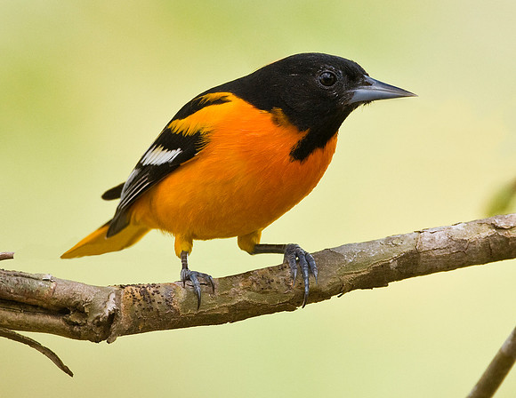 BALTIMORE ORIOLE