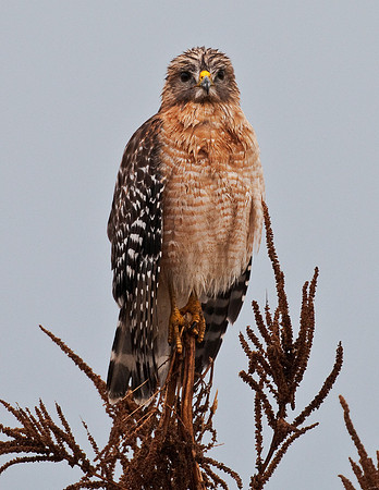RED-SHOULDERED HAWK