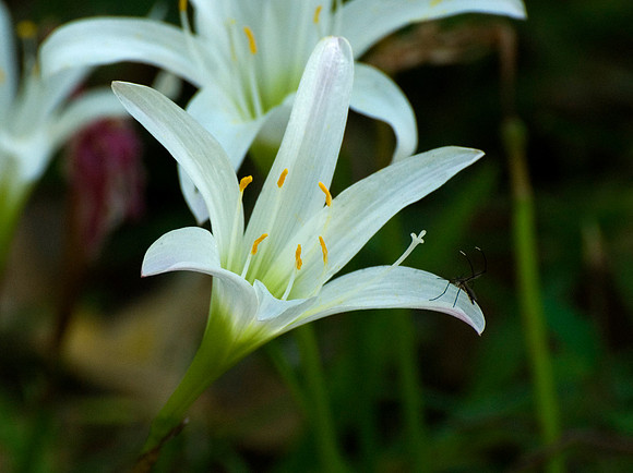 RAIN LILLY AND MOSQUITO