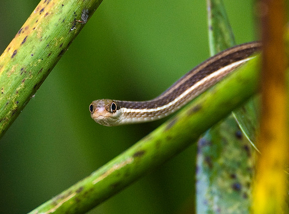 PENINSULA RIBBON SNAKE