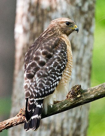 RED-SHOULDERED HAWK