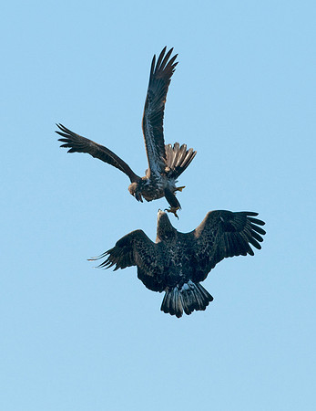 BALD EAGLES