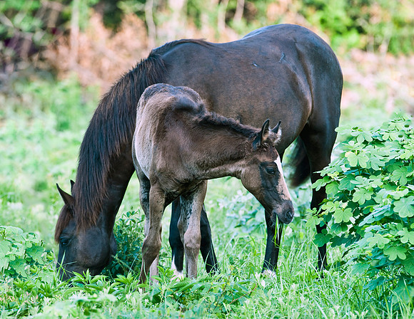 HORSE MARE AND COLT PAYNES PRAIRIE