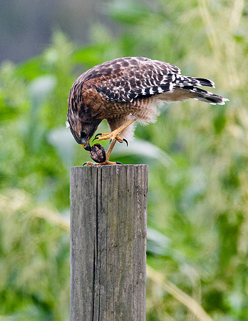 RED-SHOULDERED HAWK