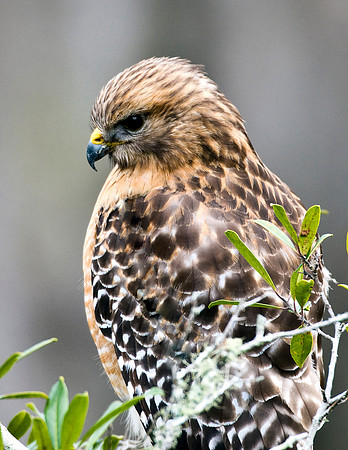 RED-SHOULDERED HAWK