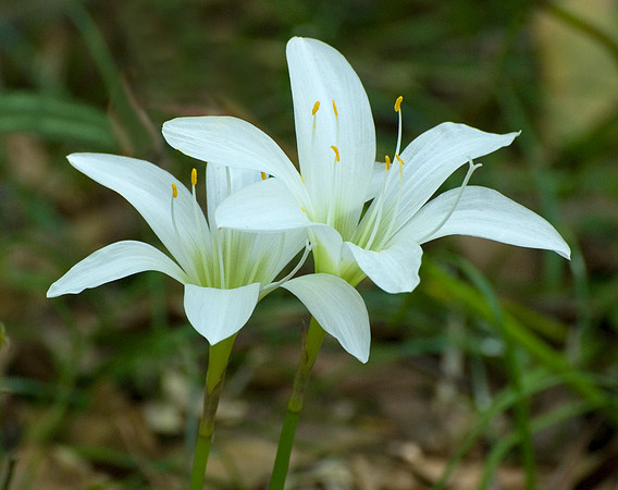 RAIN LILLIES