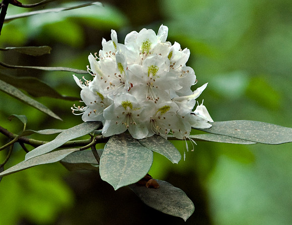 RHODODENDRON