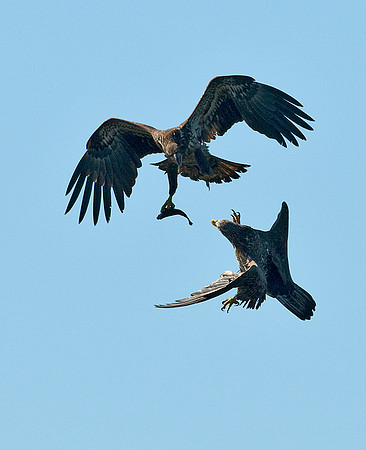 BALD EAGLES