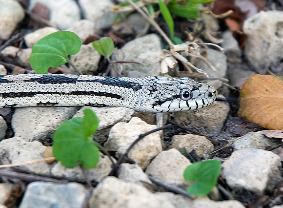 GRAY RAT SNAKE