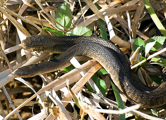 FLORIDA GREEN WATERSNAKES