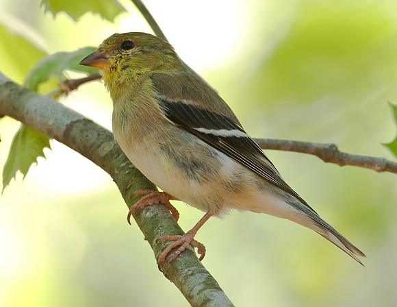 AMERICAN GOLDFINCH