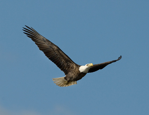 BALD EAGLE