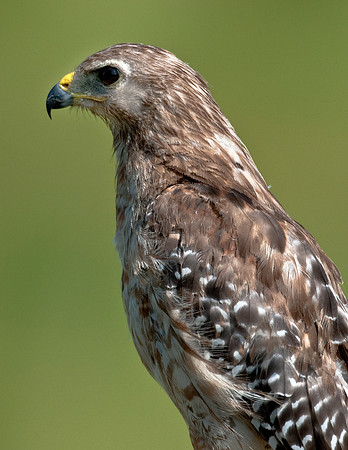 RED-SHOULDERED HAWK