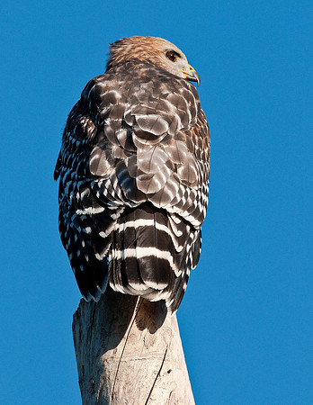 RED-SHOULDERED HAWK