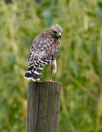 RED-SHOULDERED HAWK