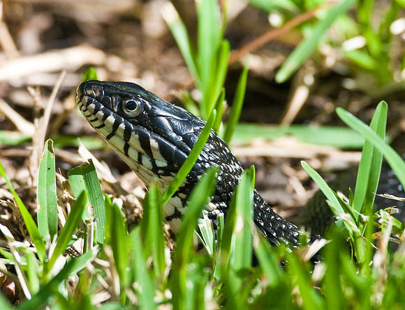 FLORIDA WATERSNAKE