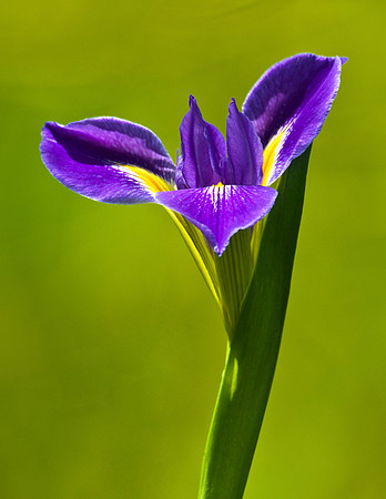 SOUTHERN BLUE FLAG
