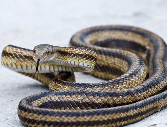 YELLOW RAT SNAKE