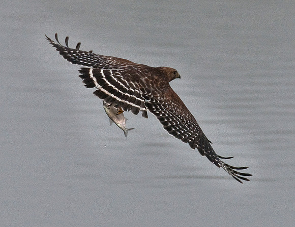 RED-SHOULDERED HAWK