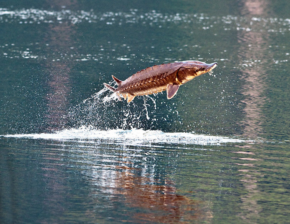 GULF STURGEON