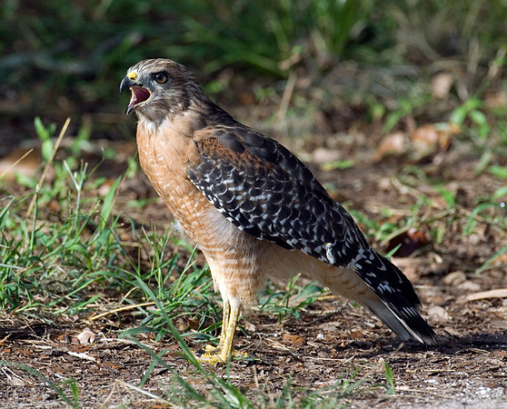 RED-SHOULDERED HAWK