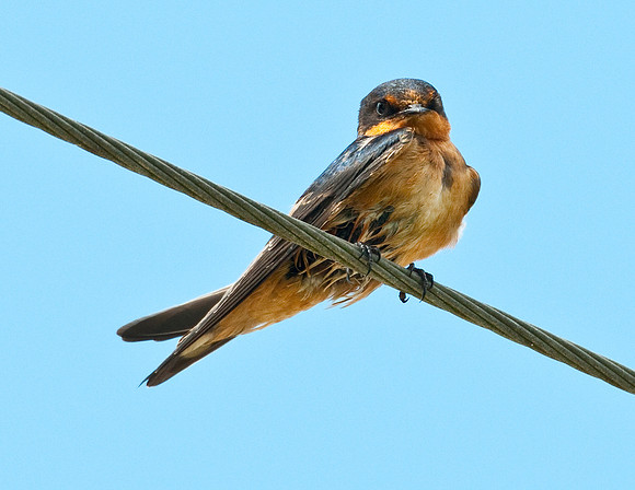 BARN SWALLOW