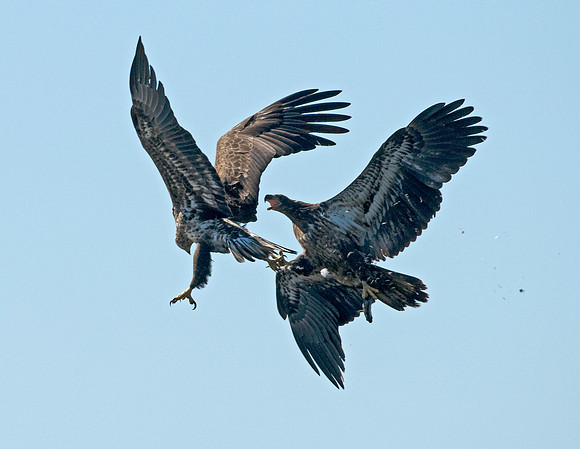 BALD EAGLES