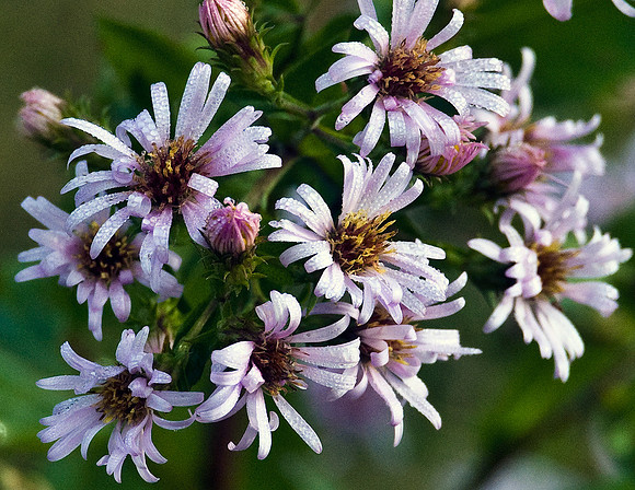 CLIMBING ASTER