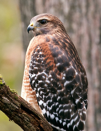 RED-SHOULDERED HAWK