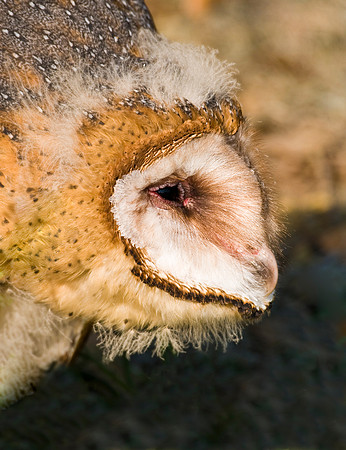BARN OWL