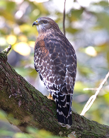 RED-SHOULDERED HAWK