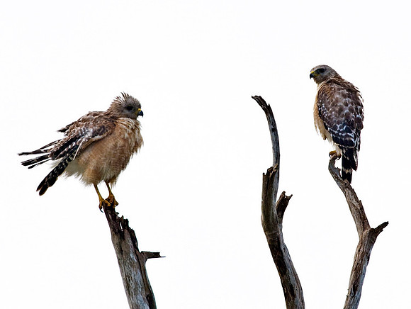 RED-SHOULDERED HAWKS
